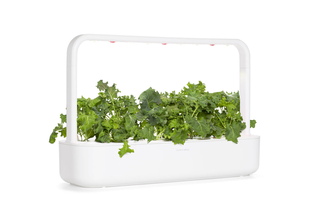 Sustainable Eating: GREEN KALE Benefits & Nutrition