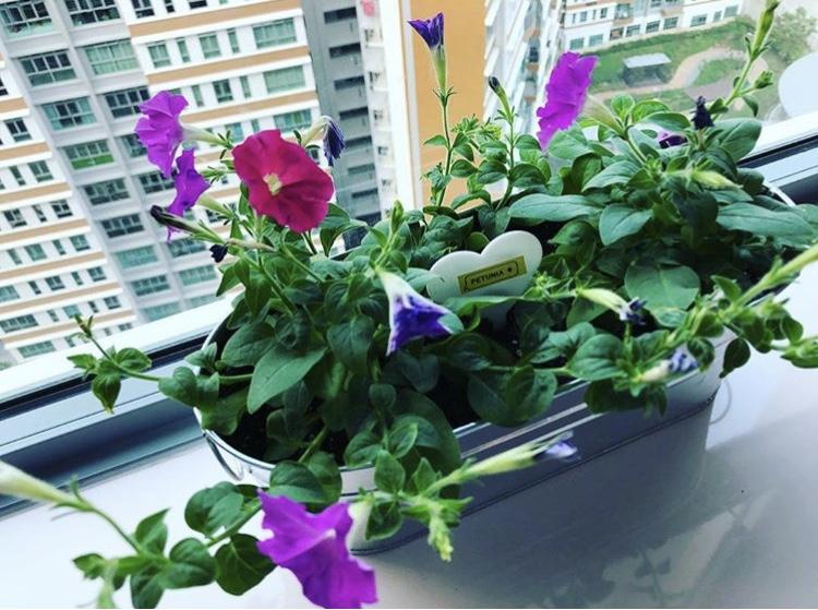 Easy 4-Step Way to Replant Your Plants