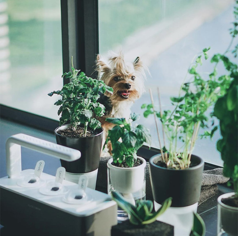 6 Reasons to Get an Indoor Garden Kit for Your Pets