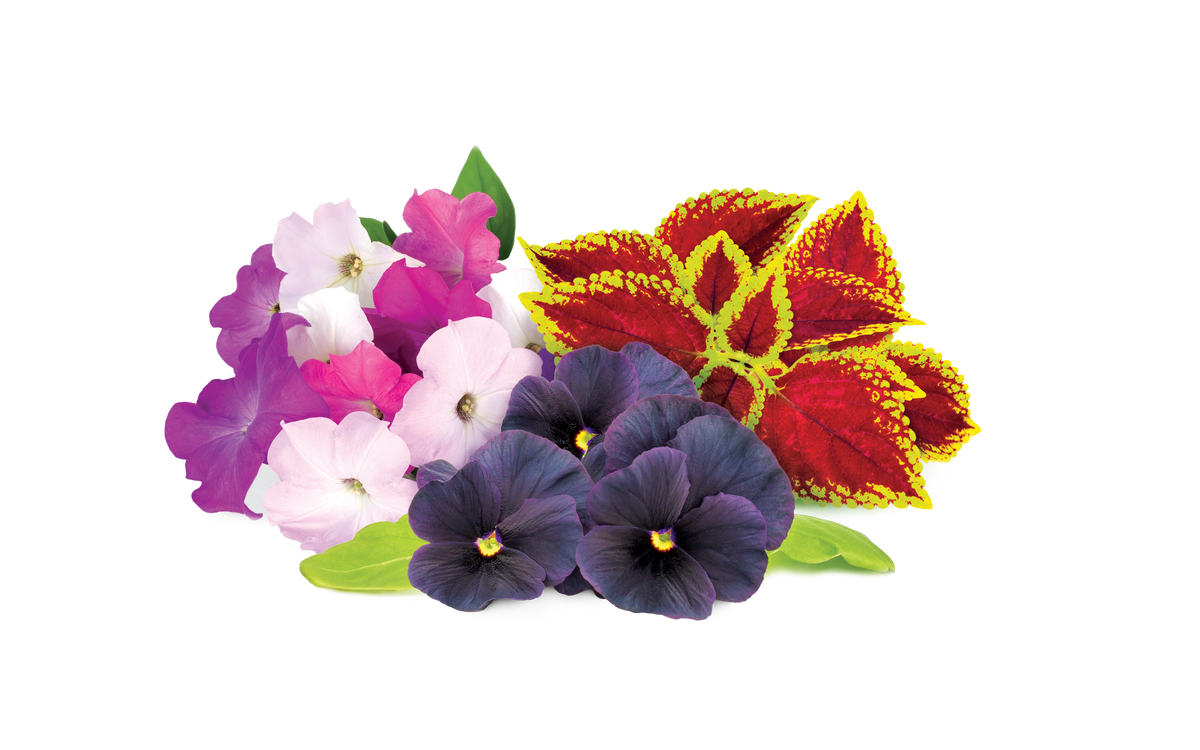 Vibrant Flower Mix 9-pack / Vibrant Flower Mix 9-pack