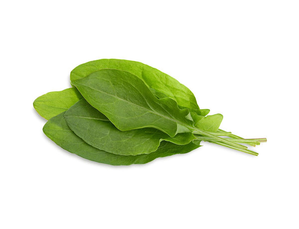 Green Sorrel Plant Pods 3-pack