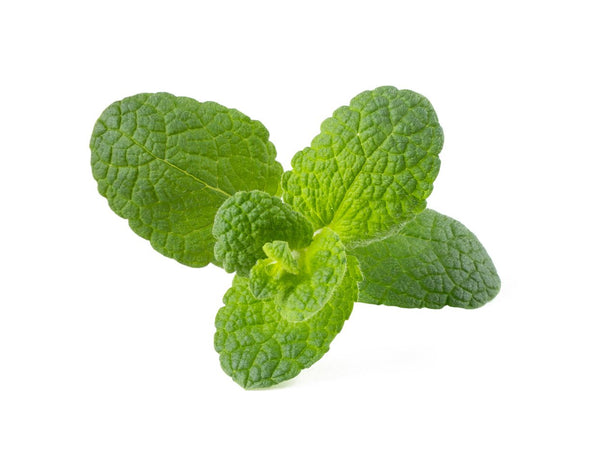 Apple Mint Plant Pods 3-pack