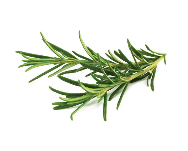 Rosemary Plant Pods