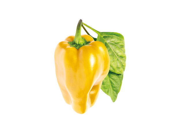 Yellow Sweet Pepper Plant Pods 3-pack