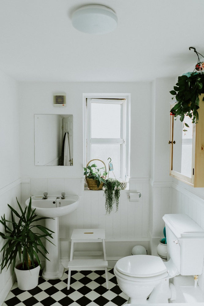6 Houseplants to Brighten up Your Bathroom