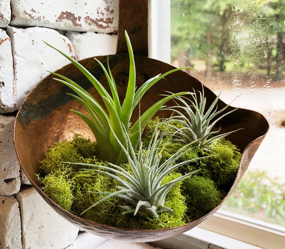 10 Totally Unexpected Plant Pot Alternatives
