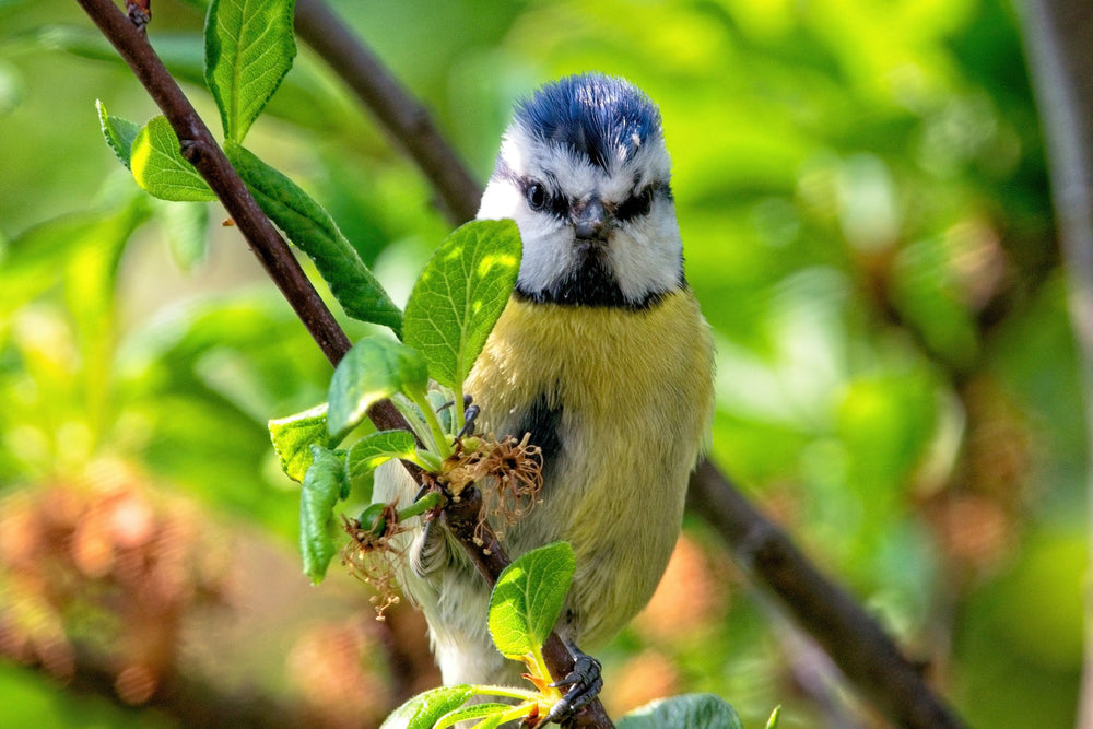 Forests: much more than just a collection of trees