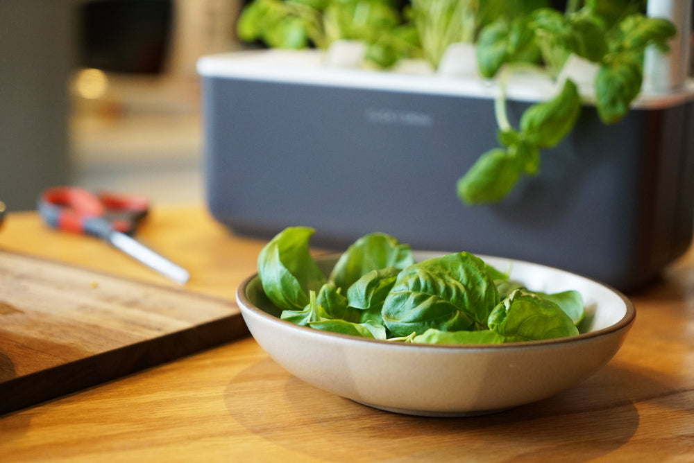 5 Tasty Iron-Packed Plants You Can Grow Indoors