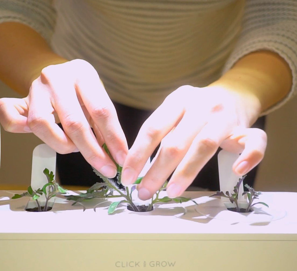 How to Prevent Your Click Grow Plants From Becoming Leggy