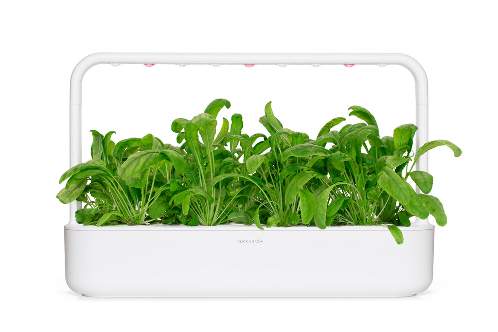 4 Super Spinach Substitutes to Grow in Your Indoor Garden Click