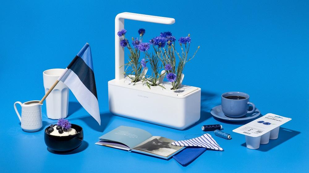 Estonian Independence Day & Growing Cornflower at Home
