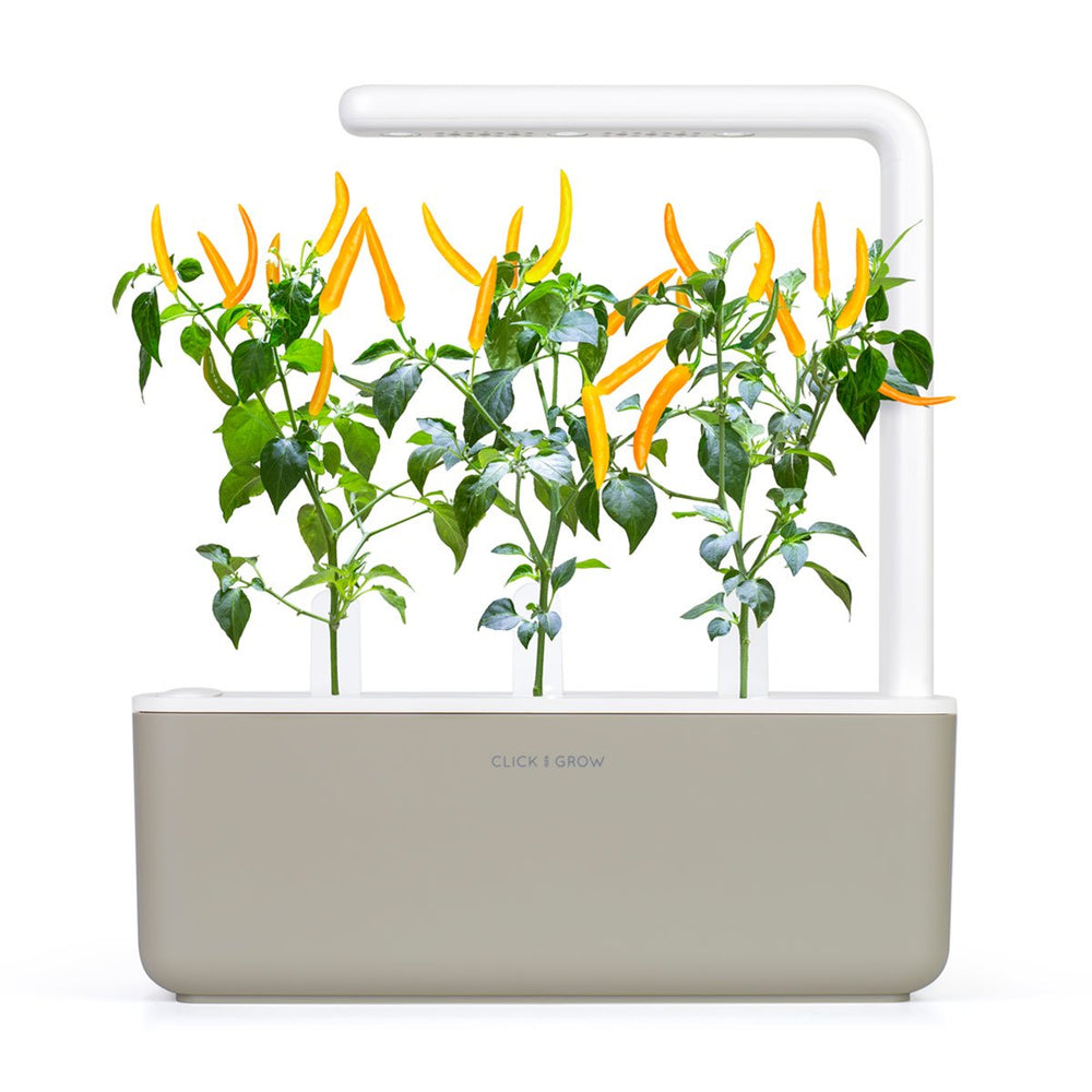 NEW PLANT LAUNCH: Yellow Chili Pepper