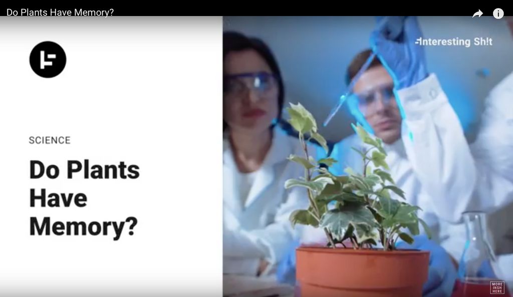 Do Plants Have Memory? Click & Grow UK