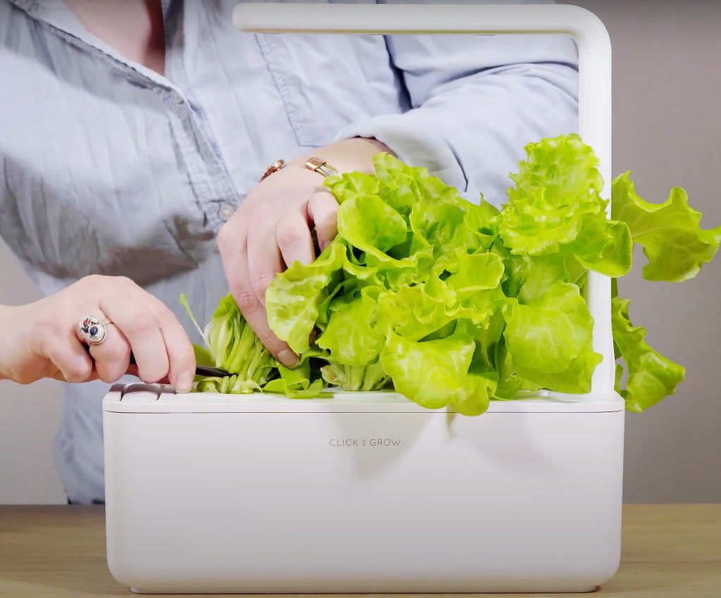 How to Harvest Lettuce Like a Pro Click Grow UK