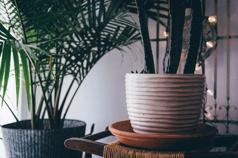 5 Air Purifying Plants You Must Try Now