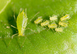 Notice Pests in Your Indoor Garden? Read This!