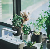 indoor garden pets
