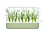 Green Onion Plant Pods 3-pack