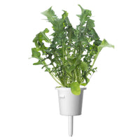 Arugula Plant Pods 9-pack / Arugula Plant Pods 9-pack