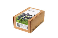 Black Pansy 30-pack / Black Pansy 30-pack