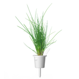 Chives Plant Pods 9-pack