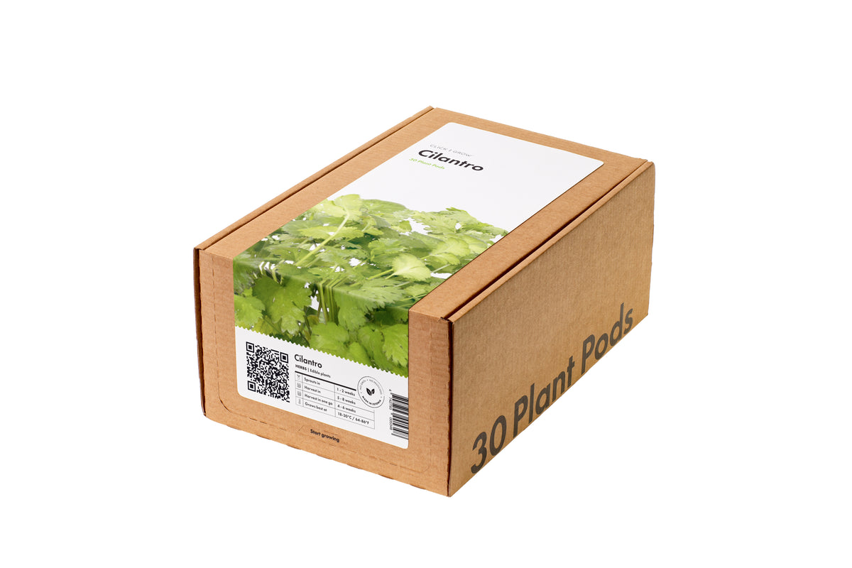 Cilantro (Coriander) 30-pack / Cilantro (Coriander) 30-pack