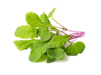 Leaf Radish Plant Pods 9-pack / Leaf Radish Plant Pods 9-pack