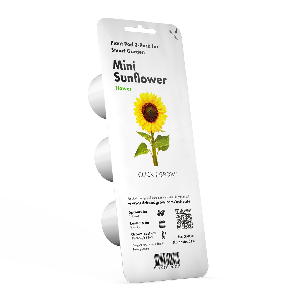 Mini Sunflower Plant Pods / Mini Sunflower Plant Pods