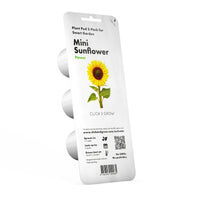 Mini Sunflower Plant Pods / Mini Sunflower Plant Pods