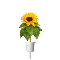 Mini Sunflower Plant Pods / Mini Sunflower Plant Pods