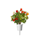 Mini Tomato Plant Pods 9-pack