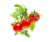 Mini Tomato Plant Pods 9-pack / Mini Tomato Plant Pods 9-pack