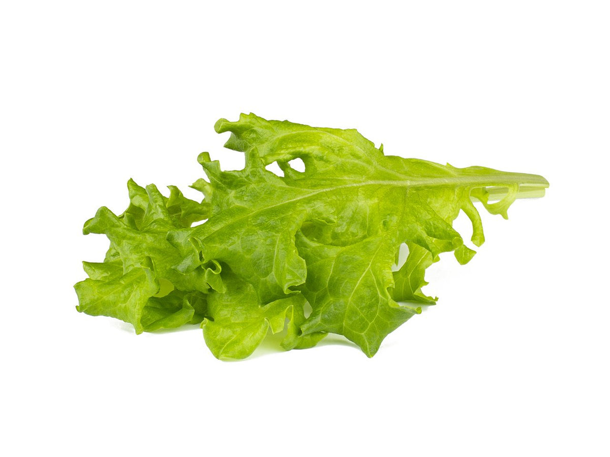 Oakleaf Lettuce 30-pack / Oakleaf Lettuce 30-pack