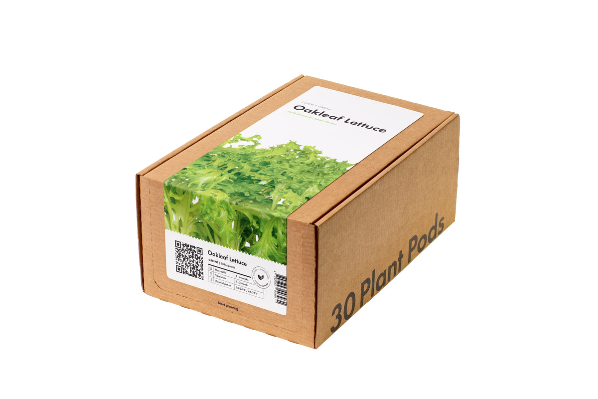 Oakleaf Lettuce 30-pack / Oakleaf Lettuce 30-pack