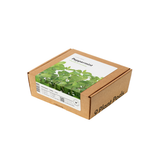 Peppermint Plant Pods 9-pack