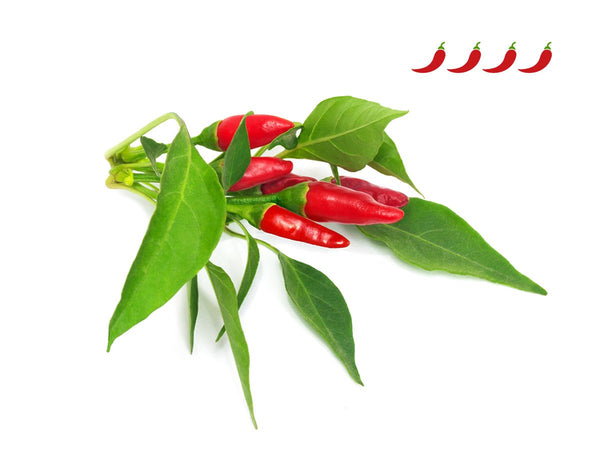 Piri Piri Chili Pepper Plant Pods 9-pack
