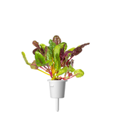 Rainbow Chard Plant Pods 9-pack