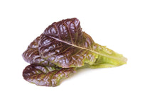 Red Lettuce Plant Pods 9-pack / Red Lettuce Plant Pods 9-pack