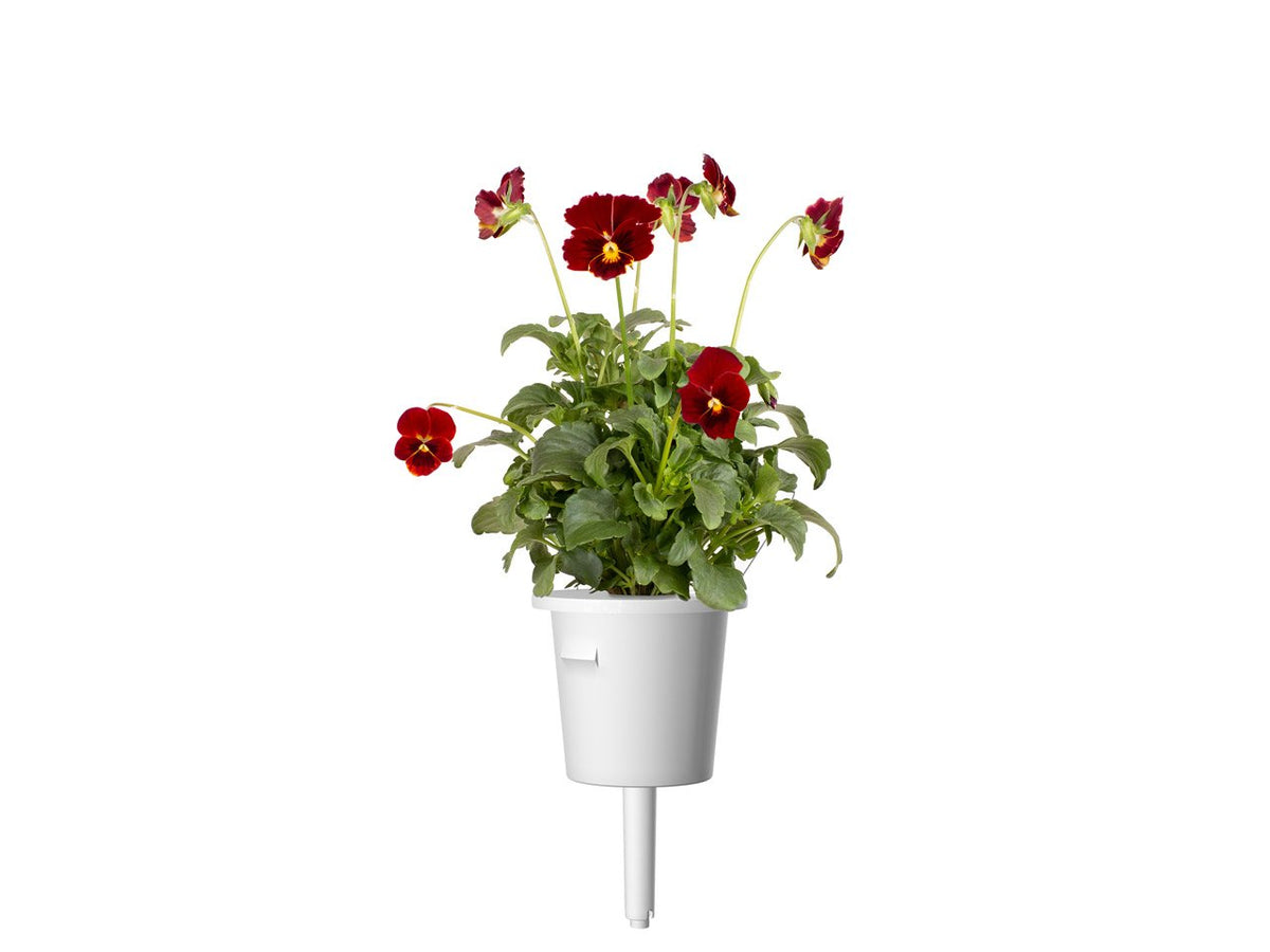 Red Pansy 30-pack / Red Pansy 30-pack