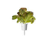Red Romaine Lettuce Plant Pods 9-pack
