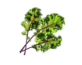 Red Kale Plant Pods 9-pack