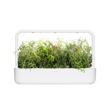 Rosemary Plant Pods 9-pack