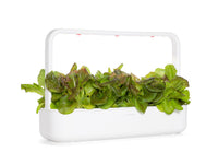 Red Lettuce Plant Pods 9-pack / Red Lettuce Plant Pods 9-pack