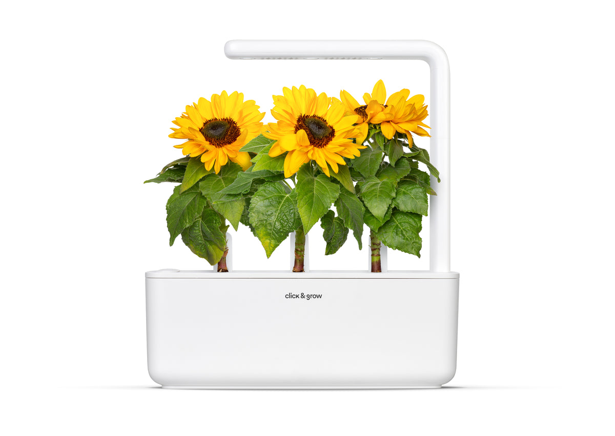 Mini Sunflower Plant Pods / Mini Sunflower Plant Pods