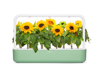 Mini Sunflower Plant Pods / Mini Sunflower Plant Pods