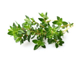 Thyme Plant Pods 9-pack