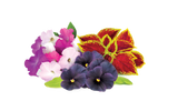 Vibrant Flower Mix 9-pack
