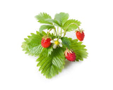 Wild Strawberry Plant Pods 9-pack