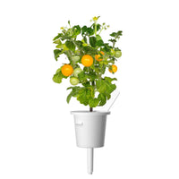 Yellow Mini Tomato Plant Pods 9-pack / Mini Tomato - Grow superfood at home in an Indoor Herb Garden.