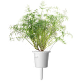 Dill Plant Pods 9-pack